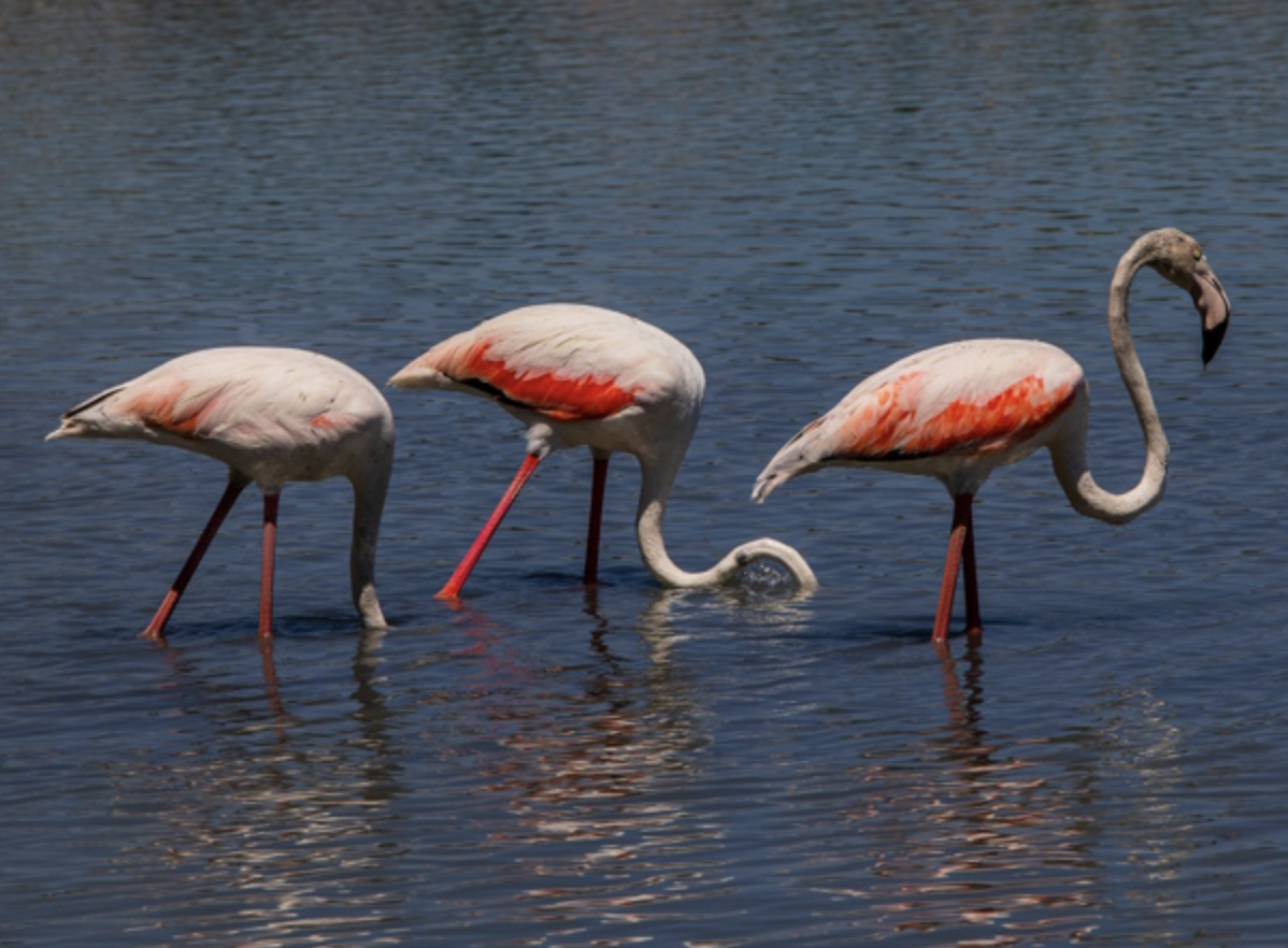 Flamingo’s Calpe