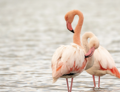 Verken Salines de Calp: Thuis van Flamingo’s en Natuurpracht